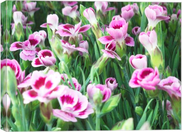 Wild Flowers Carnation Clove Pink Canvas Print by Glen Allen
