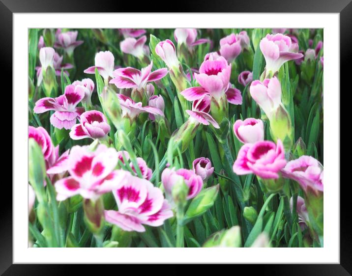 Wild Flowers Carnation Clove Pink Framed Mounted Print by Glen Allen