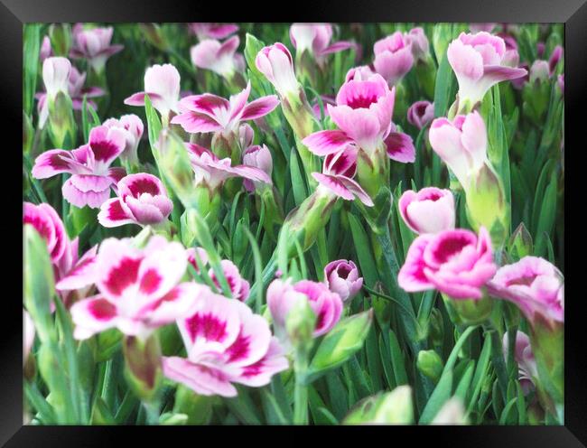 Wild Flowers Carnation Clove Pink Framed Print by Glen Allen
