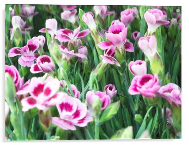 Wild Flowers Carnation Clove Pink Acrylic by Glen Allen