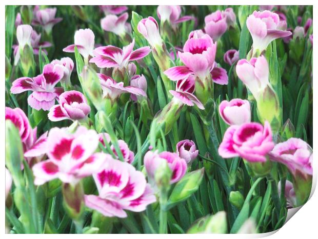 Wild Flowers Carnation Clove Pink Print by Glen Allen