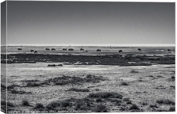 Wildebeest Herd in Etosha Pan, Namibia Canvas Print by Dietmar Rauscher
