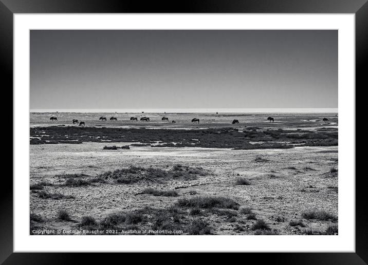 Wildebeest Herd in Etosha Pan, Namibia Framed Mounted Print by Dietmar Rauscher