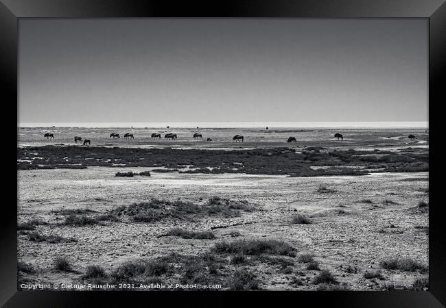 Wildebeest Herd in Etosha Pan, Namibia Framed Print by Dietmar Rauscher