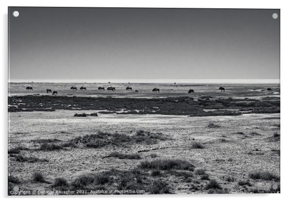 Wildebeest Herd in Etosha Pan, Namibia Acrylic by Dietmar Rauscher
