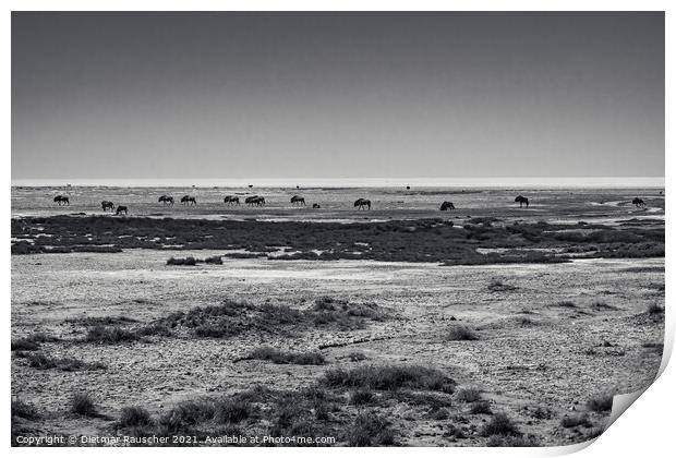 Wildebeest Herd in Etosha Pan, Namibia Print by Dietmar Rauscher