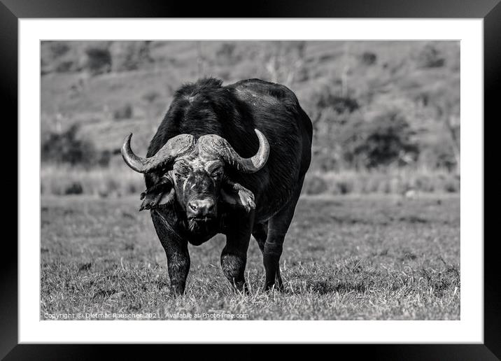 Cape Buffalo in Chobe National Park, Botswana Framed Mounted Print by Dietmar Rauscher
