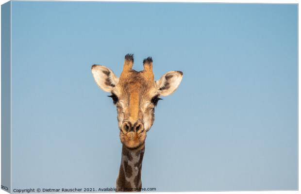 Giraffe Head in Etosha, Namibia Canvas Print by Dietmar Rauscher