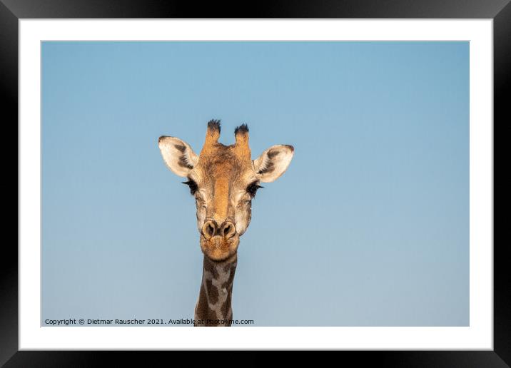 Giraffe Head in Etosha, Namibia Framed Mounted Print by Dietmar Rauscher
