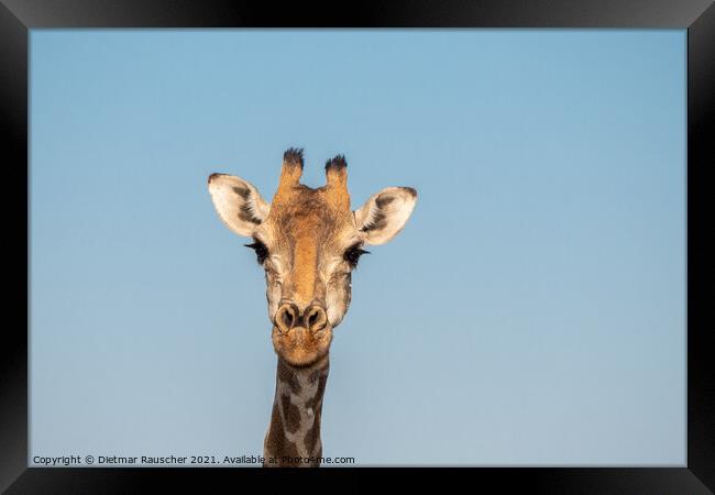 Giraffe Head in Etosha, Namibia Framed Print by Dietmar Rauscher