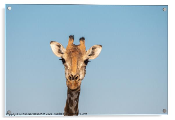 Giraffe Head in Etosha, Namibia Acrylic by Dietmar Rauscher