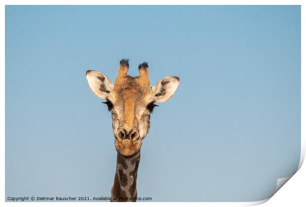 Giraffe Head in Etosha, Namibia Print by Dietmar Rauscher