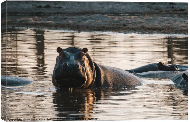 Hippo in a Pool, Evening Light, Partially Submerged Canvas Print by Dietmar Rauscher