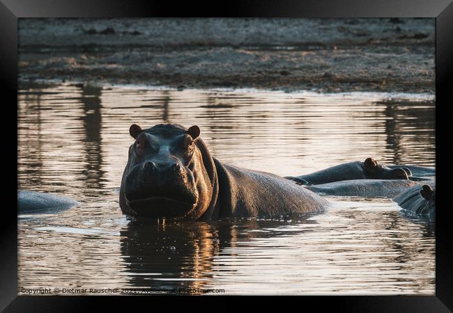 Hippo in a Pool, Evening Light, Partially Submerged Framed Print by Dietmar Rauscher