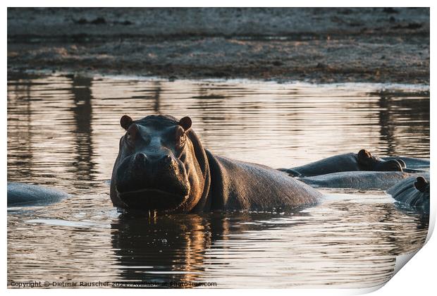Hippo in a Pool, Evening Light, Partially Submerged Print by Dietmar Rauscher