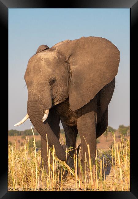 Male Elephant with Tusks in Chobe NP Framed Print by Dietmar Rauscher