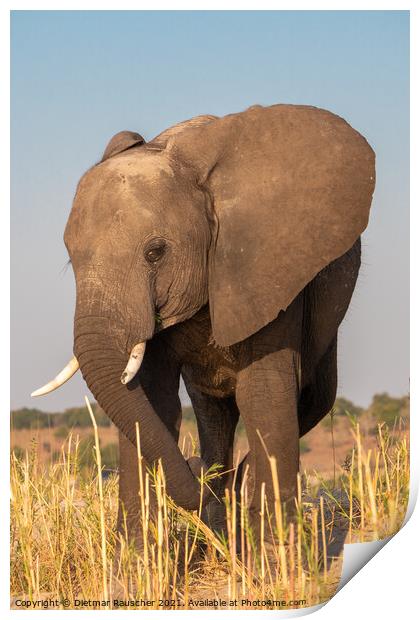 Male Elephant with Tusks in Chobe NP Print by Dietmar Rauscher