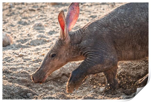 Aardvark Anteater Digging in the Kalahari in Namibia Print by Dietmar Rauscher