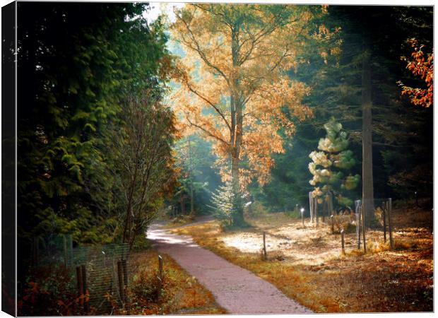 Queens Wood Herefordshire Canvas Print by Catherine Joll