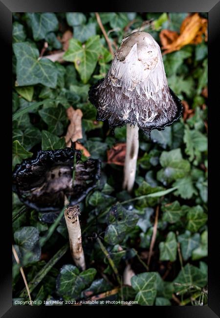 Inkcaps Framed Print by Ian Miller