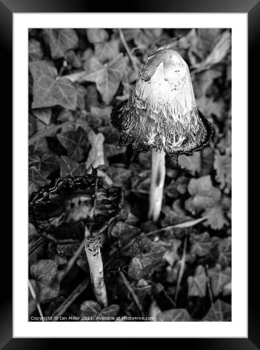Inkcap Framed Mounted Print by Ian Miller