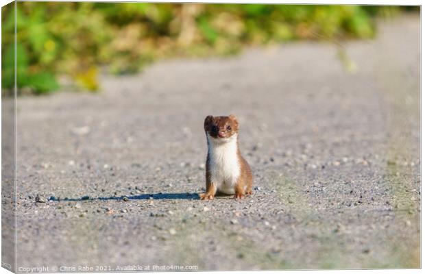 Stoat (Mustela erminea) stopped along a path, looking at camera, Canvas Print by Chris Rabe