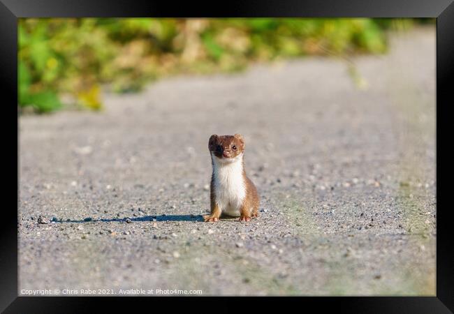 Stoat (Mustela erminea) stopped along a path, looking at camera, Framed Print by Chris Rabe