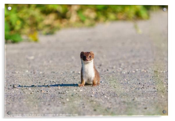 Stoat (Mustela erminea) stopped along a path, looking at camera, Acrylic by Chris Rabe