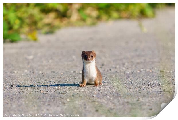 Stoat (Mustela erminea) stopped along a path, looking at camera, Print by Chris Rabe
