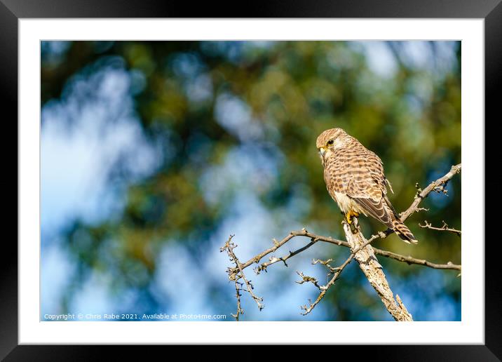 Common Kestrel (Falco Tinnunculus) Framed Mounted Print by Chris Rabe