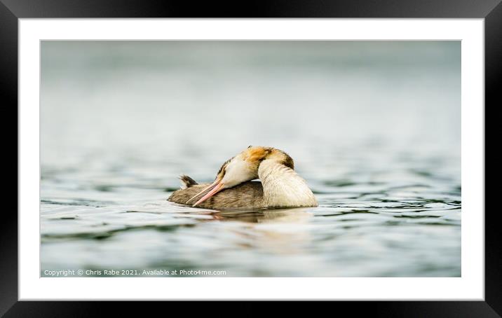 Great Crested Grebe (Podiceps cristatus) with it's head folded b Framed Mounted Print by Chris Rabe