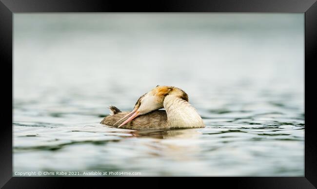Great Crested Grebe (Podiceps cristatus) with it's head folded b Framed Print by Chris Rabe