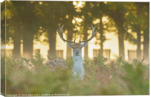 Fallow Deer (Dama dama) stag Canvas Print by Chris Rabe
