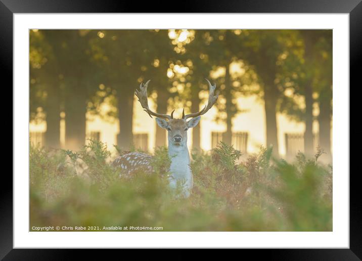 Fallow Deer (Dama dama) stag Framed Mounted Print by Chris Rabe