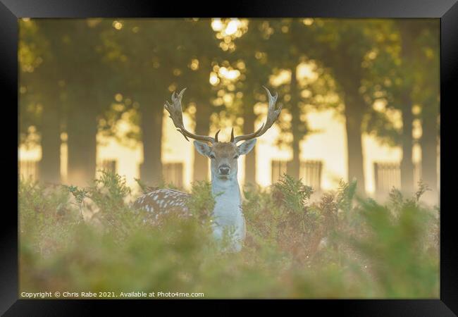 Fallow Deer (Dama dama) stag Framed Print by Chris Rabe