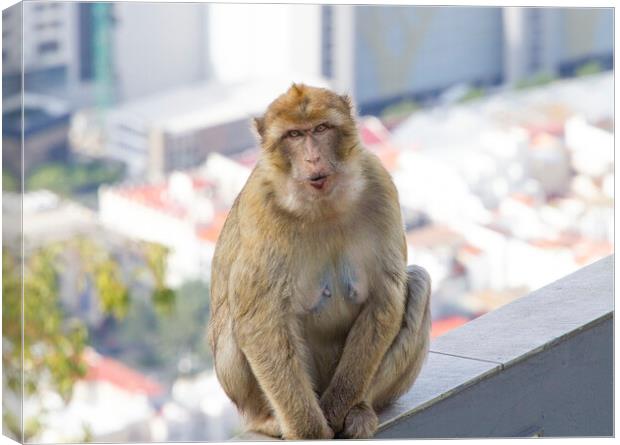 Barbary Macaque in Gibraltar Canvas Print by Catherine Joll
