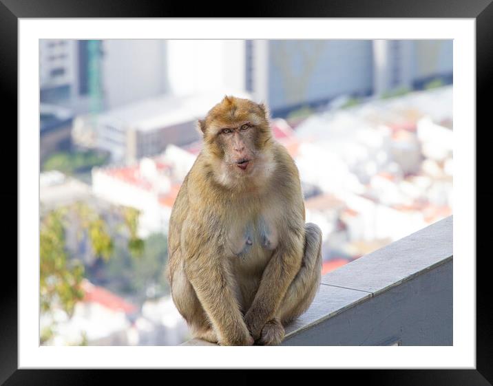 Barbary Macaque in Gibraltar Framed Mounted Print by Catherine Joll