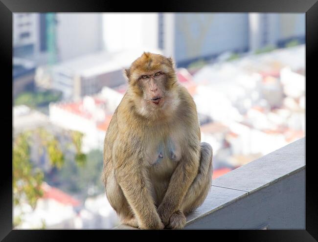Barbary Macaque in Gibraltar Framed Print by Catherine Joll