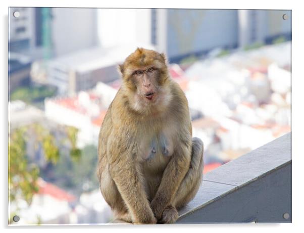 Barbary Macaque in Gibraltar Acrylic by Catherine Joll