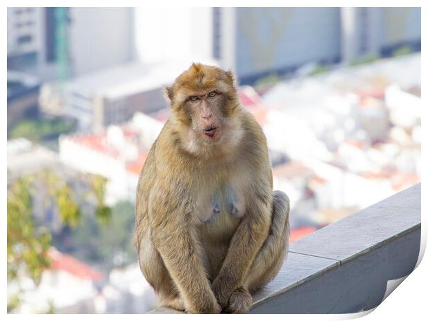 Barbary Macaque in Gibraltar Print by Catherine Joll