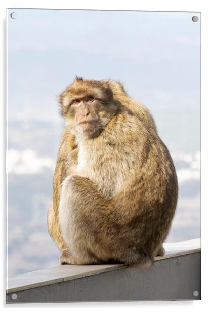 Barbary Macaque in Gibraltar Acrylic by Catherine Joll