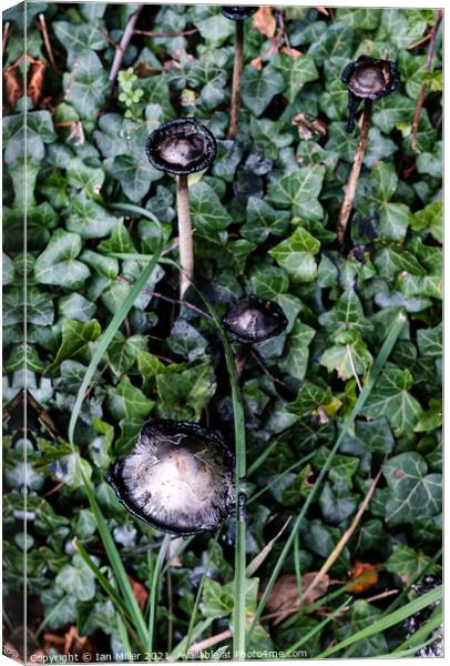 Plant leaves. Inkcap Canvas Print by Ian Miller