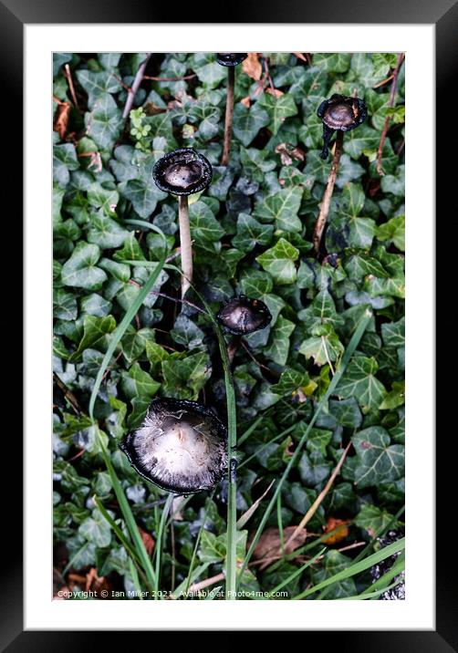 Plant leaves. Inkcap Framed Mounted Print by Ian Miller