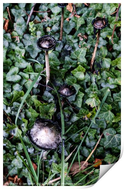 Plant leaves. Inkcap Print by Ian Miller