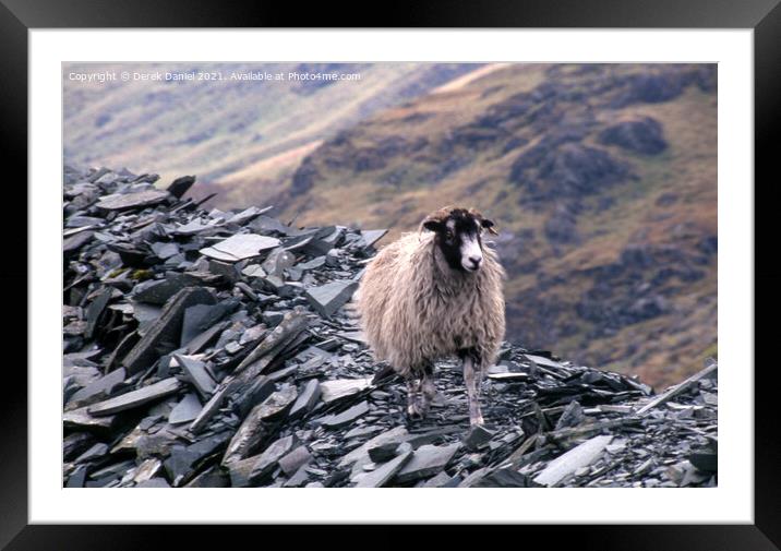 A lonely sheep Framed Mounted Print by Derek Daniel