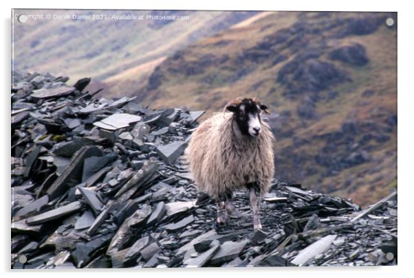 A lonely sheep Acrylic by Derek Daniel