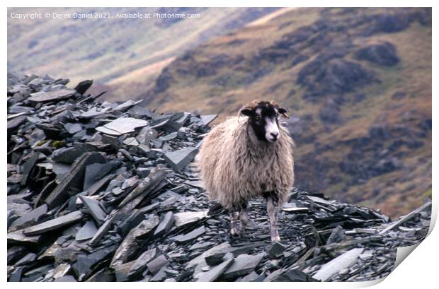 A lonely sheep Print by Derek Daniel
