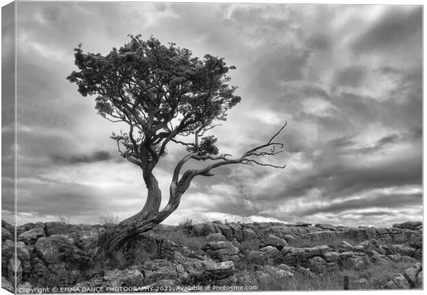 The Yorkshire Dales, Malham Canvas Print by EMMA DANCE PHOTOGRAPHY