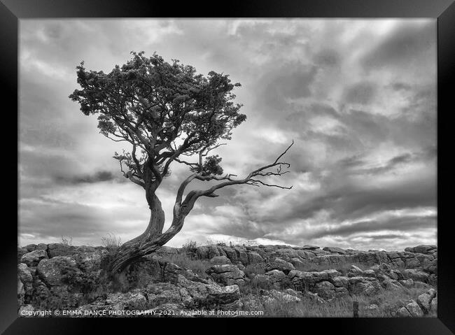 The Yorkshire Dales, Malham Framed Print by EMMA DANCE PHOTOGRAPHY