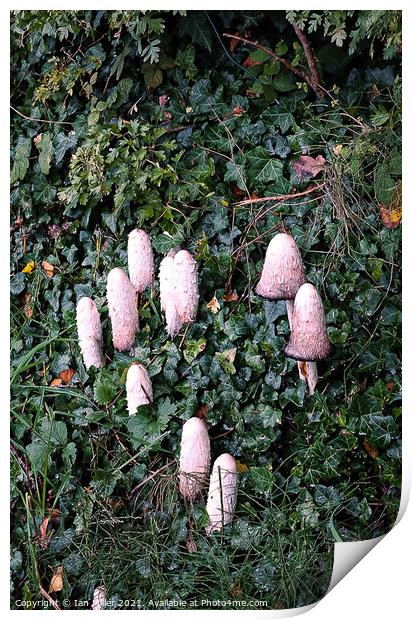 A close up of a garden. Inkcap Fungus Print by Ian Miller